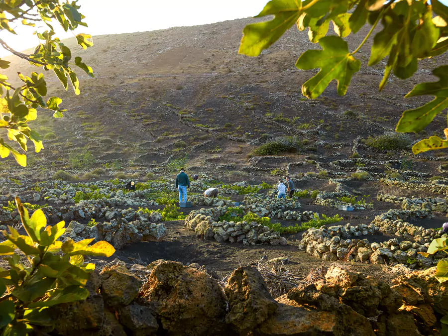 Vendimia al atardecer en una ladera de hoyos de picón protegidos por muros de piedra