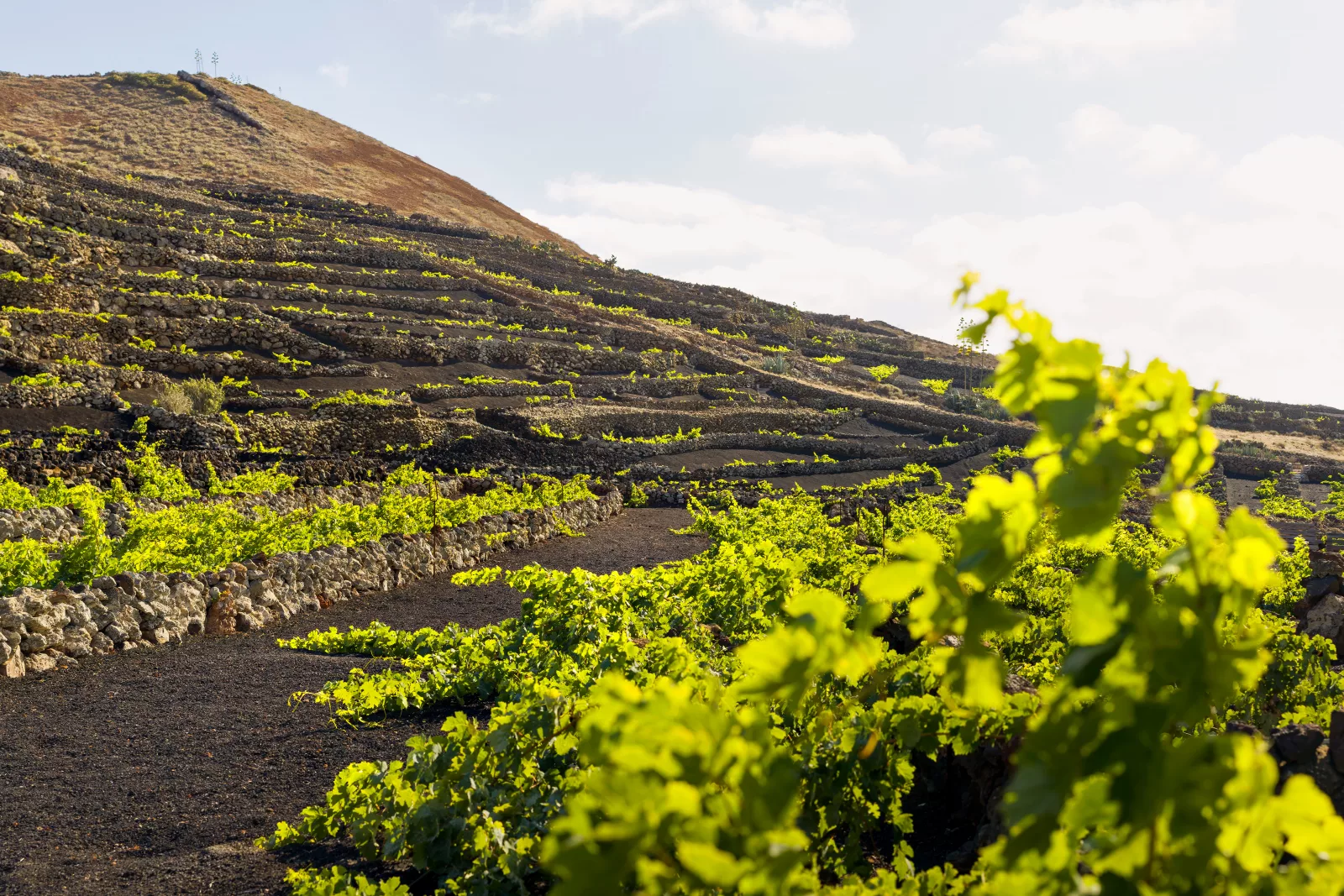 Viñedo de Lanzarote extendiéndose sobre el terreno volcánico