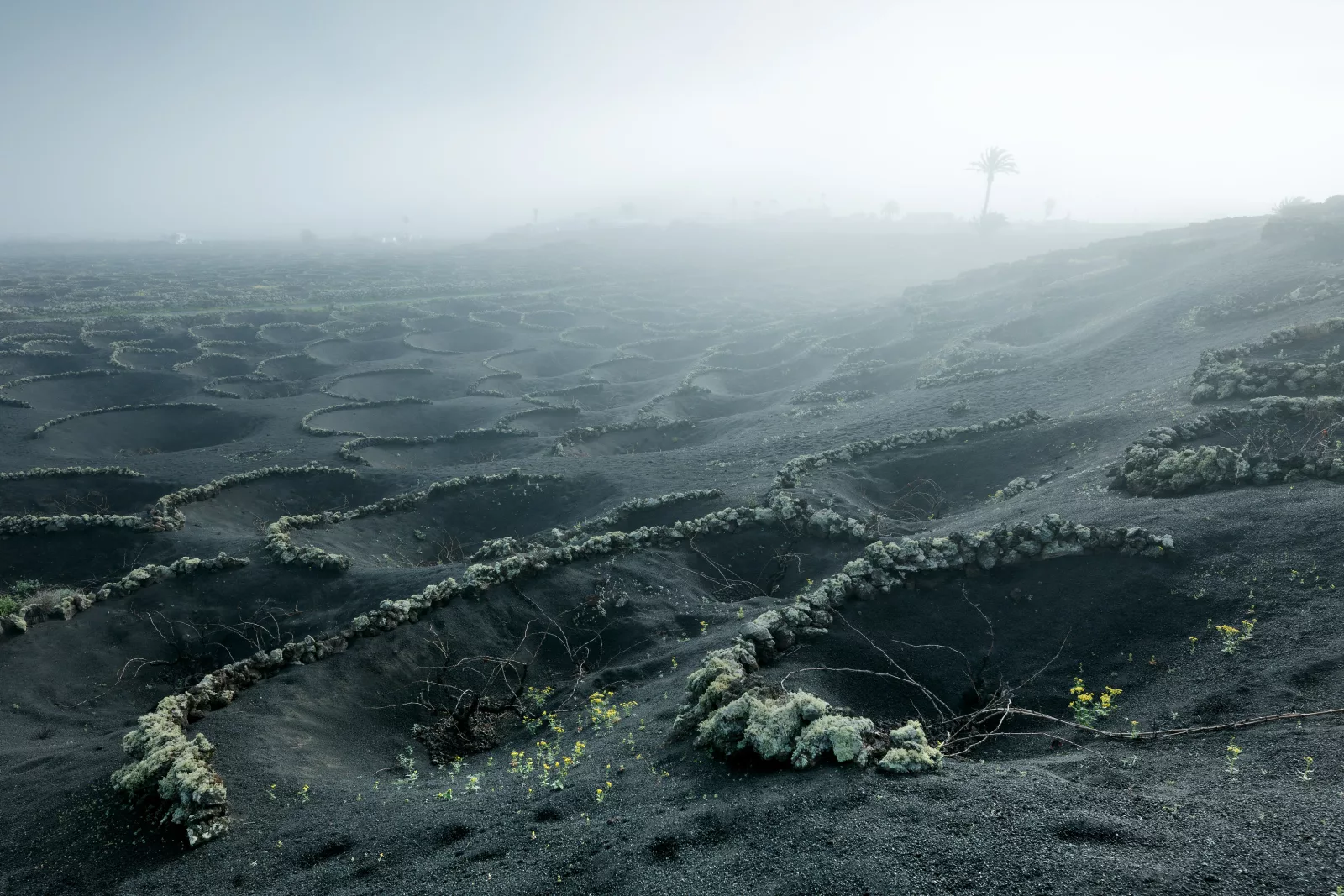 Parras entre la neblina, en un paisaje volcánico envuelto en niebla